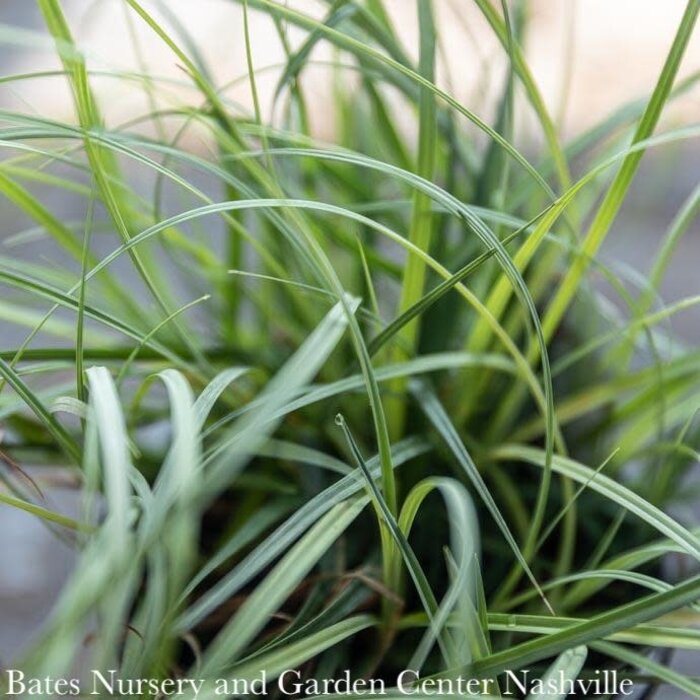 #1 Grass Carex flac Blue Zinger/ Blue Sedge Native (TN)