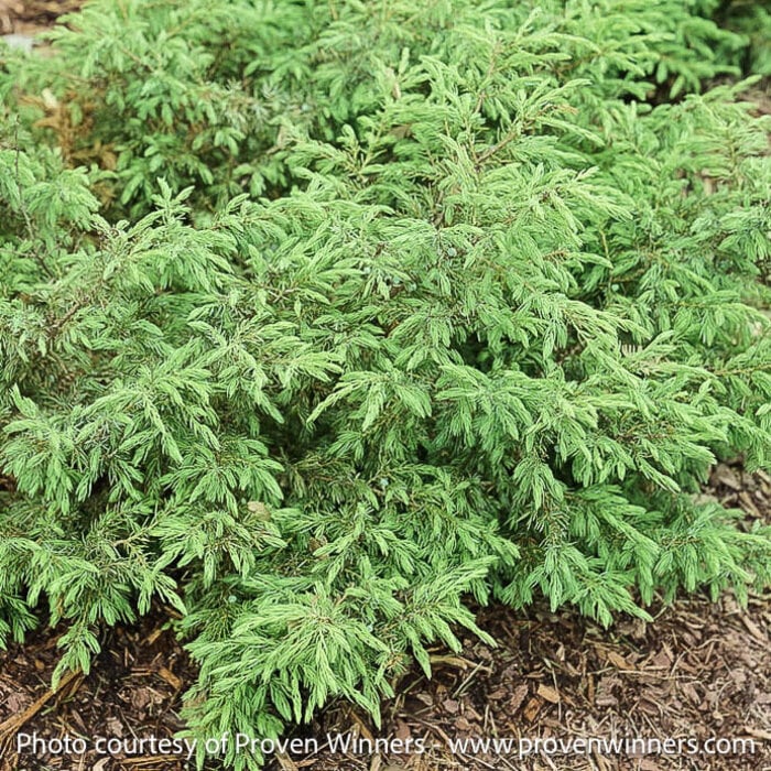 #5 Juniperus com PW Tortuga/ Juniper