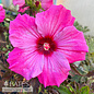 #3 Hibiscus x Inner Glow/ Pink Hardy