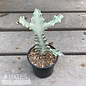4p! Cactus - Euphorbia White Ghost /Tropical