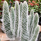 6p! Cactus Opuntia Snow White / Tropical - No Warranty