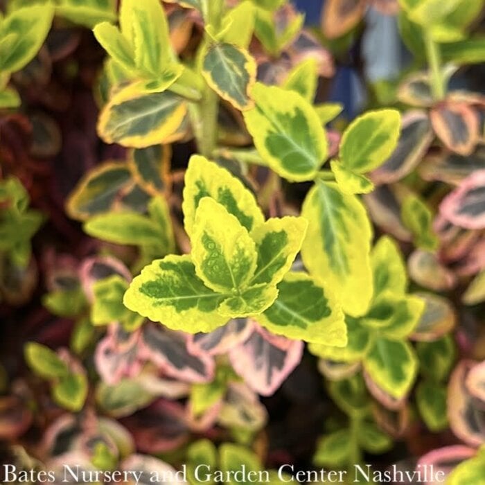 #3 Euonymus fortunei Emerald 'n Gold/ Variegated Wintercreeper