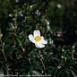 #3 Camellia x Survivor/ White - No Warranty