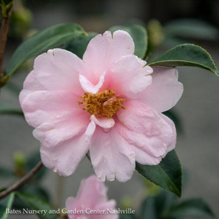 #3 Camellia x Winter's Toughie/ Light Pink - No Warranty