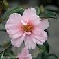 #3 Camellia x Winter's Toughie/ Light Pink - No Warranty