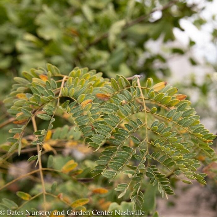 #15 Gleditsia tri Sunburst/ Thornless Honey Locust Native (TN)