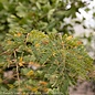 #15 Gleditsia tri Sunburst/ Thornless Honey Locust Native (TN)
