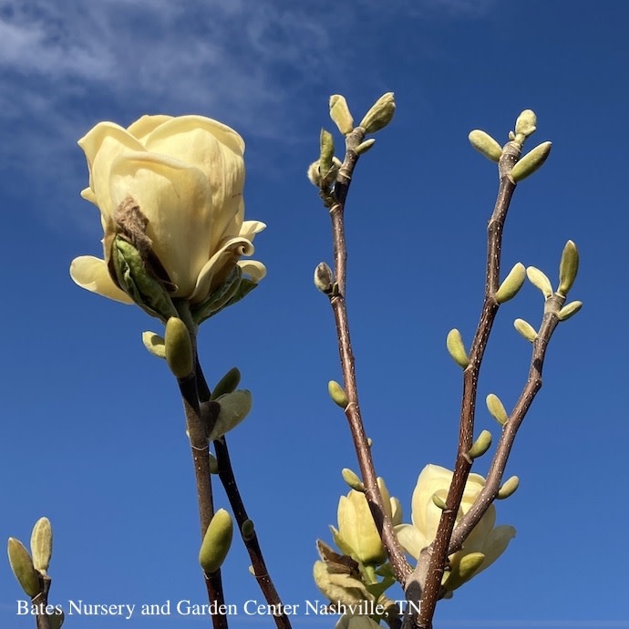 #15 Magnolia x brooklynensis Lois/ Yellow Deciduous