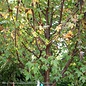 #15 Acer rub Redpointe/ Red Maple CLUMP Native (TN)