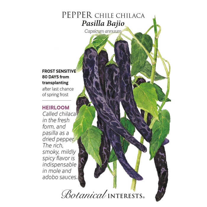 Seed Veg Pepper Chile Chilaca Pasilla Bajio Heirloom - Capsicum annuum