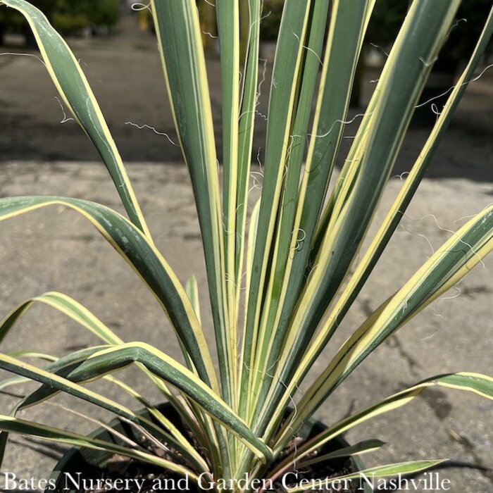 #2 Yucca fil Bright Edge/ Variegated Native (TN)