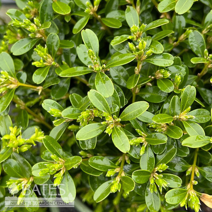 #3 Buxus NewGen Liberty Belle/ Boxwood