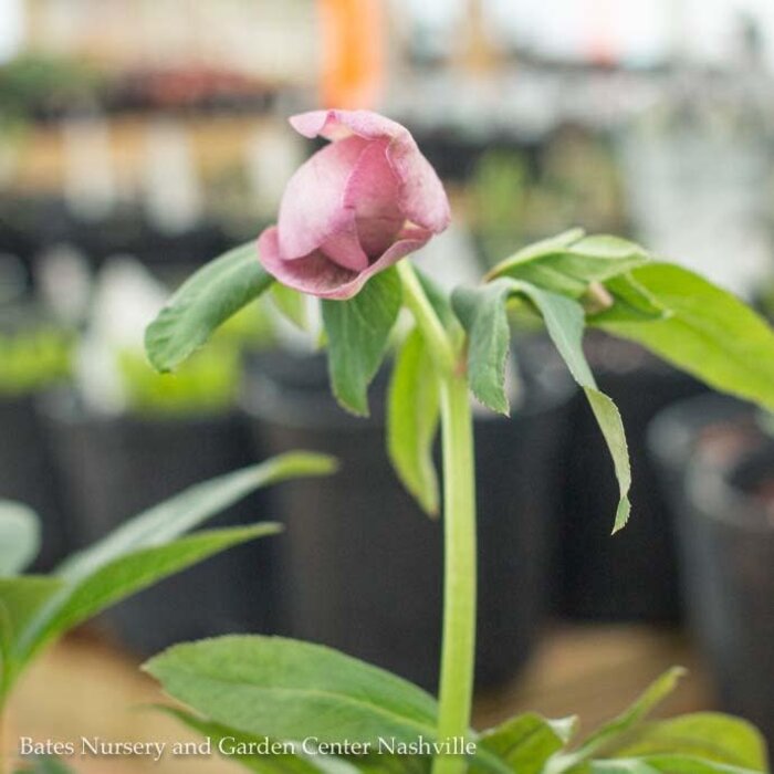 #1 Helleborus orientalis/ Lenten Rose