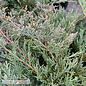 #3 Juniperus chin Sea Spray/ Spreading Chinese Juniper