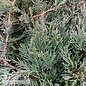 #3 Juniperus chin Sea Spray/ Spreading Chinese Juniper