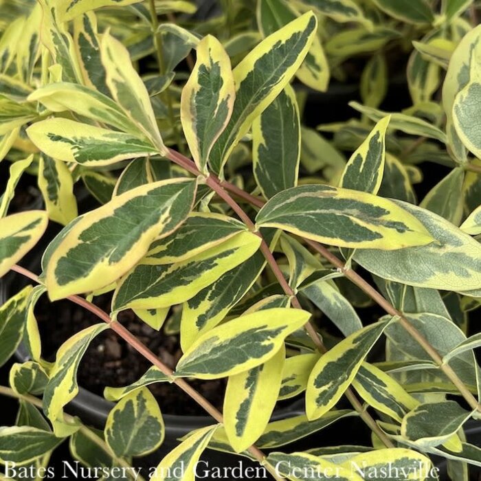 10P Hypericum calycinum Fiesta/ St. John's Wort