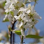 #7 SINGLE Amelanchier can PW Spring Glory/ Shadblow Serviceberry Tree Form Native (TN)