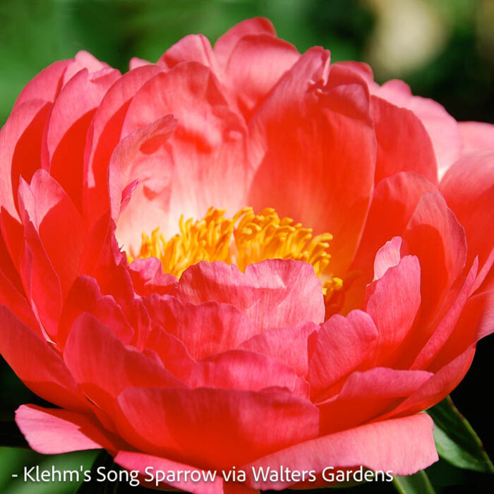 #1 Paeonia lactiflora Coral Sunset/ Coral-Red Semi-Dbl Peony