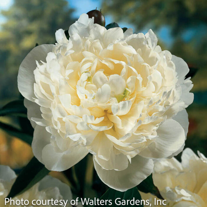#2 Paeonia lactiflora Duchesse de Nemours/Peony Dbl White