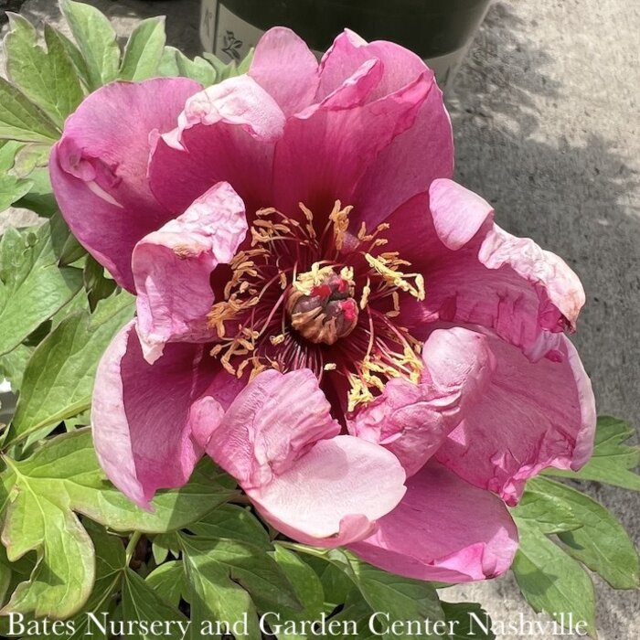 #5 Paeonia Pink Ardour/ Cerise Pink Itoh Peony