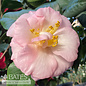 #3 Camellia japonica April Blush/ Light Pink - No Warranty