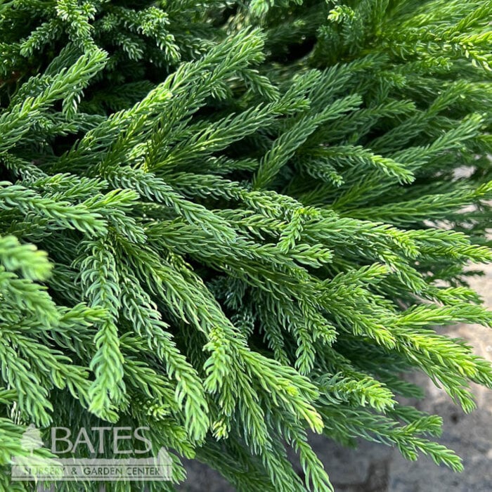 #3 Cryptomeria japonica Gyokuryu/ Japanese False Cedar