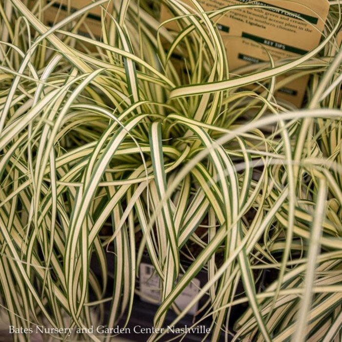 #1 Grass Carex hach PW Evergold/ Variegated Sedge