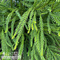 #6 Cryptomeria japonica Araucarioides/ Snake Japanese False Cedar