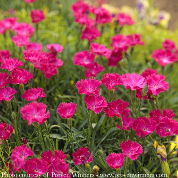 #1 Dianthus x PW Paint the Town Magenta/ Pink
