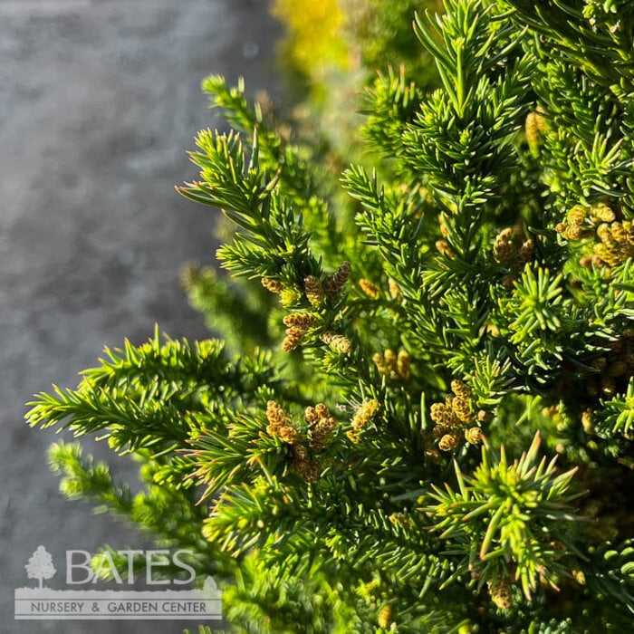 #5 Cryptomeria japonica Black Dragon/ Japanese False Cedar