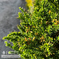 #5 Cryptomeria japonica Black Dragon/ Japanese False Cedar
