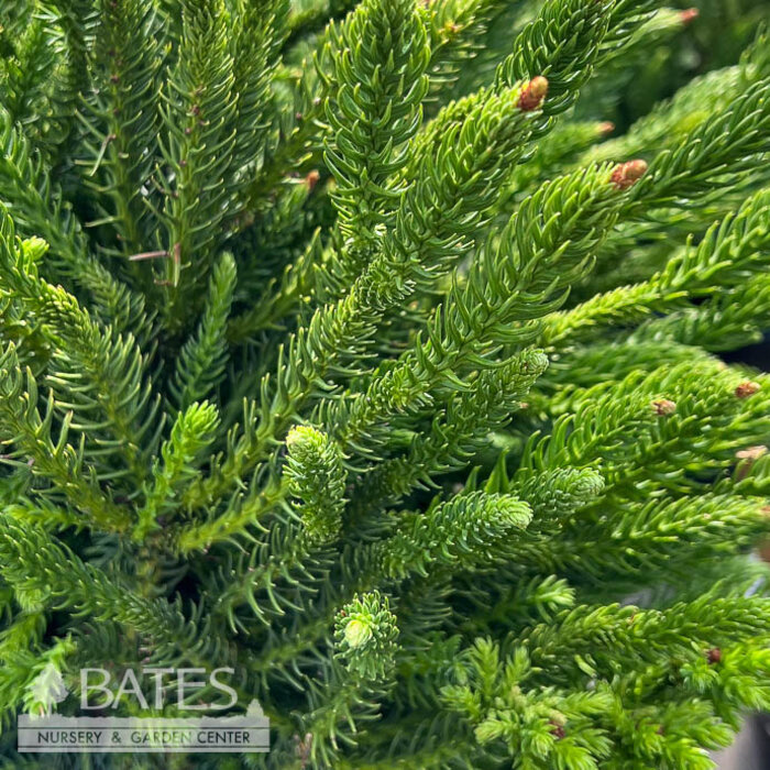 #6 Cryptomeria japonica Dinger/ Japanese False Cedar