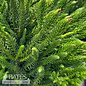 #6 Cryptomeria japonica Dinger/ Japanese False Cedar