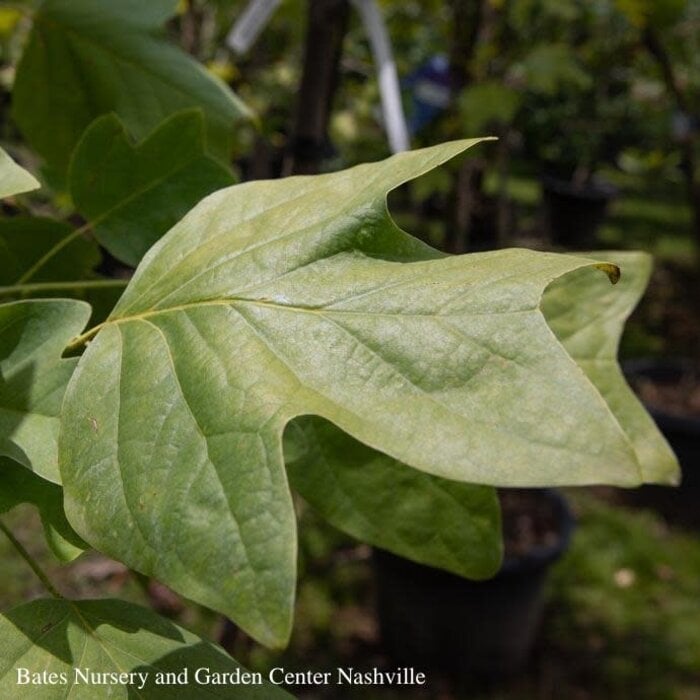 #15 Liriodendron tulipifera/ Tulip Poplar  Native (TN)