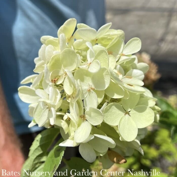 Topiary #5PT Hydrangea Pee Gee/ White Panicle Patio Tree