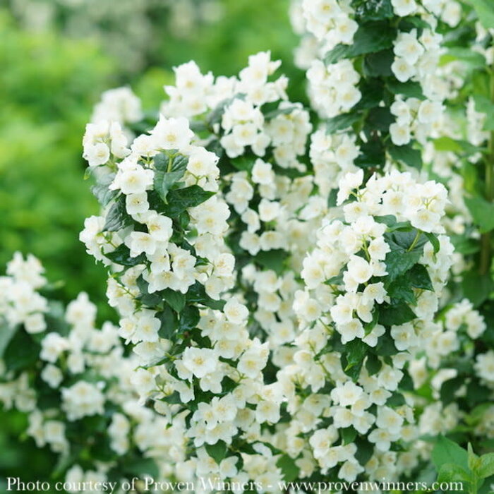 #3 Philadelphus cor PW Illuminati Tower/ Columnar Mock Orange