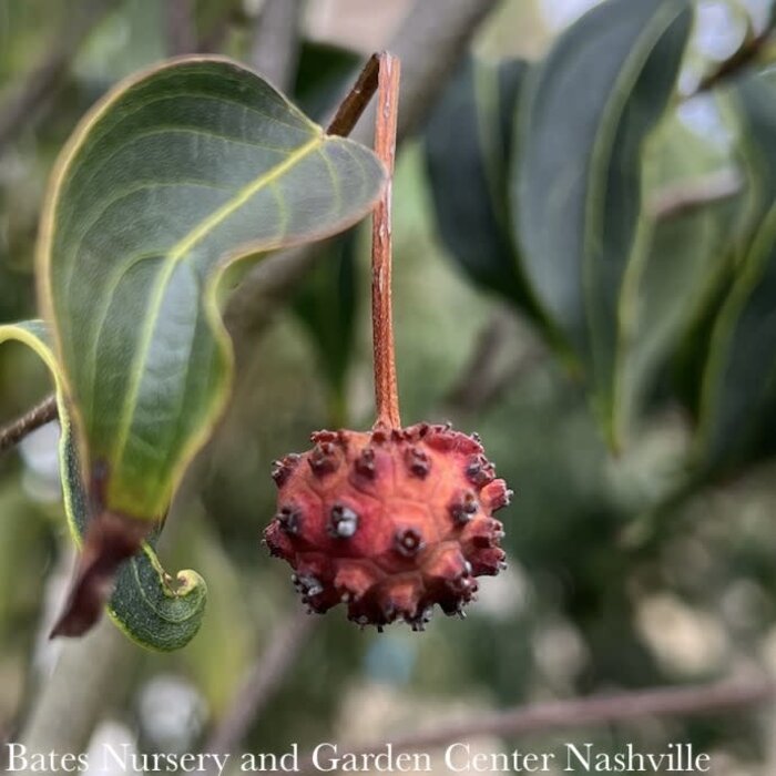 #15 Cornus kousa Greensleeves/ White Flowering Dogwood