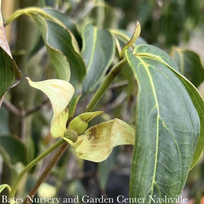 #15 Cornus kousa Greensleeves/ White Flowering Dogwood