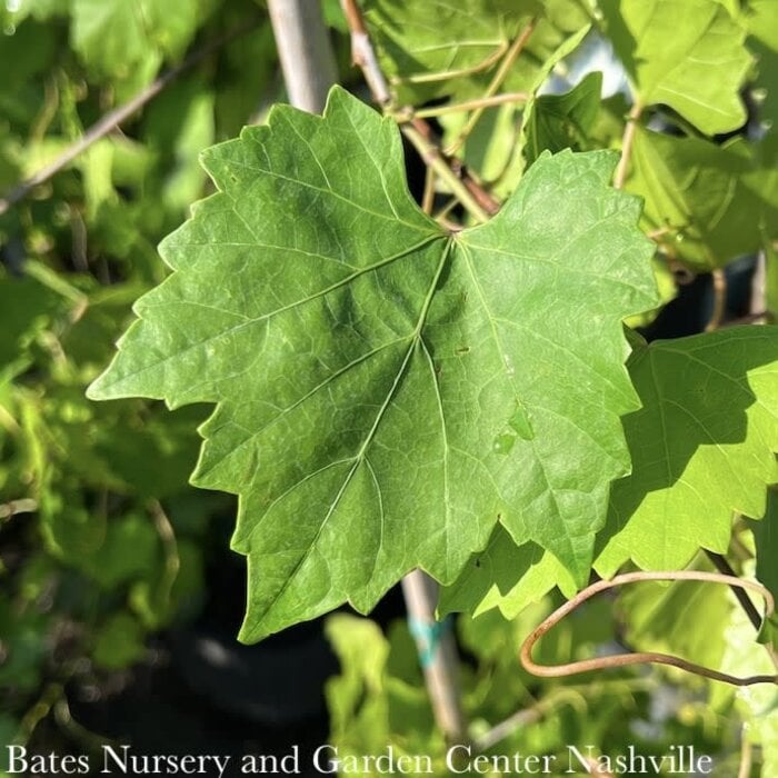 Edible #3 Vitis rotund Jumbo/ Black Muscadine Grape Native (TN)