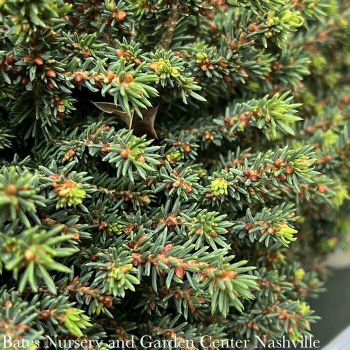 LPP Picea abies Little Gem/ Norway Spruce