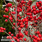 #5 Ilex vert Little Goblin Orange/ Deciduous Winterberry Holly (female) Native (TN)