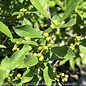 #5 Ilex vert Little Goblin Orange/ Deciduous Winterberry Holly (female) Native (TN)