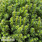 #3 Cryptomeria japonica Birodo/ Dwarf Globe Japanese False Cedar