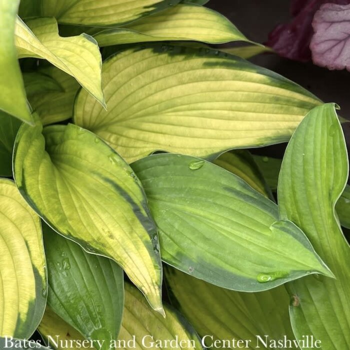 #1 Hosta Gold Standard/ Green to Yellow