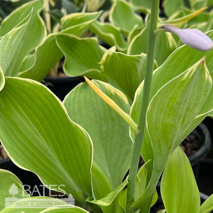 #1 Hosta Lakeside Cha Cha/ Variegated