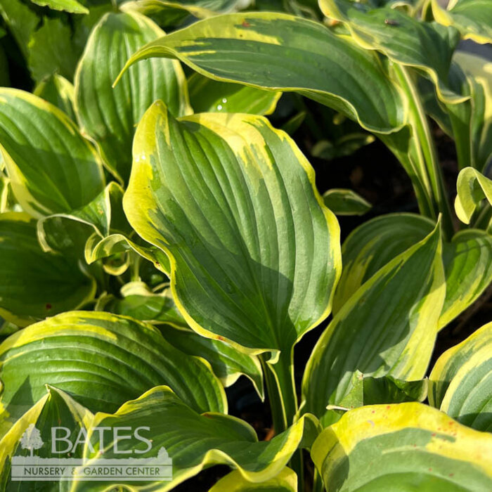 #1 Hosta x PW Trendsetter