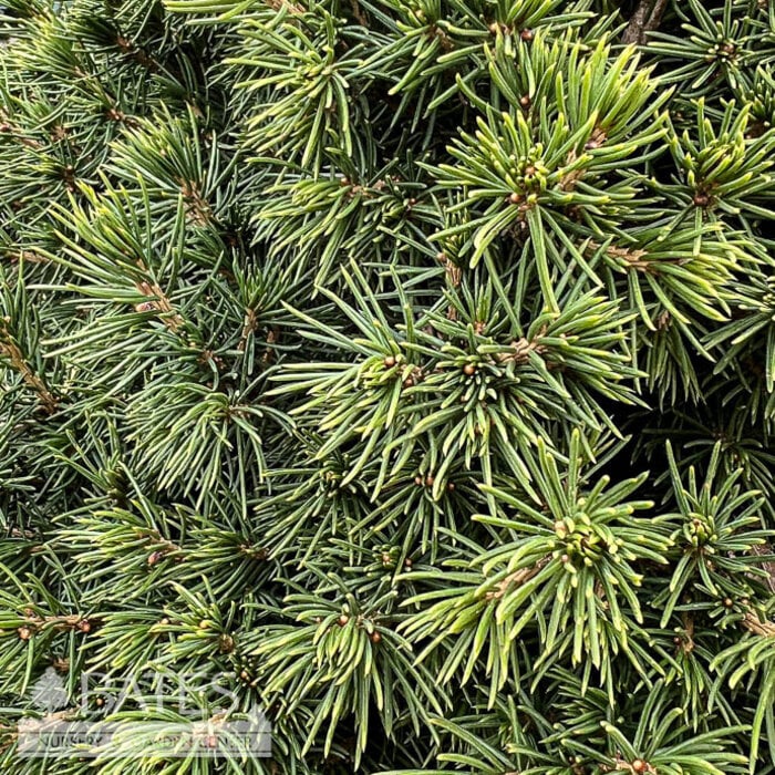 #6 Picea ab Tompa/ Dwarf Norway Spruce