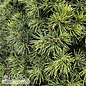 #6 Picea ab Tompa/ Dwarf Norway Spruce