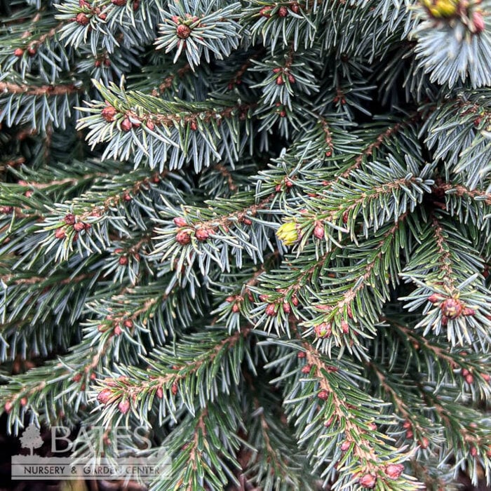 #6 Picea omor Kamenz/ Serbian Spruce