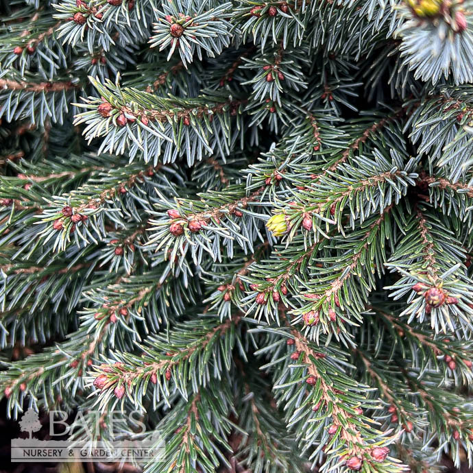 #6 Picea omor Kamenz/ Serbian Spruce